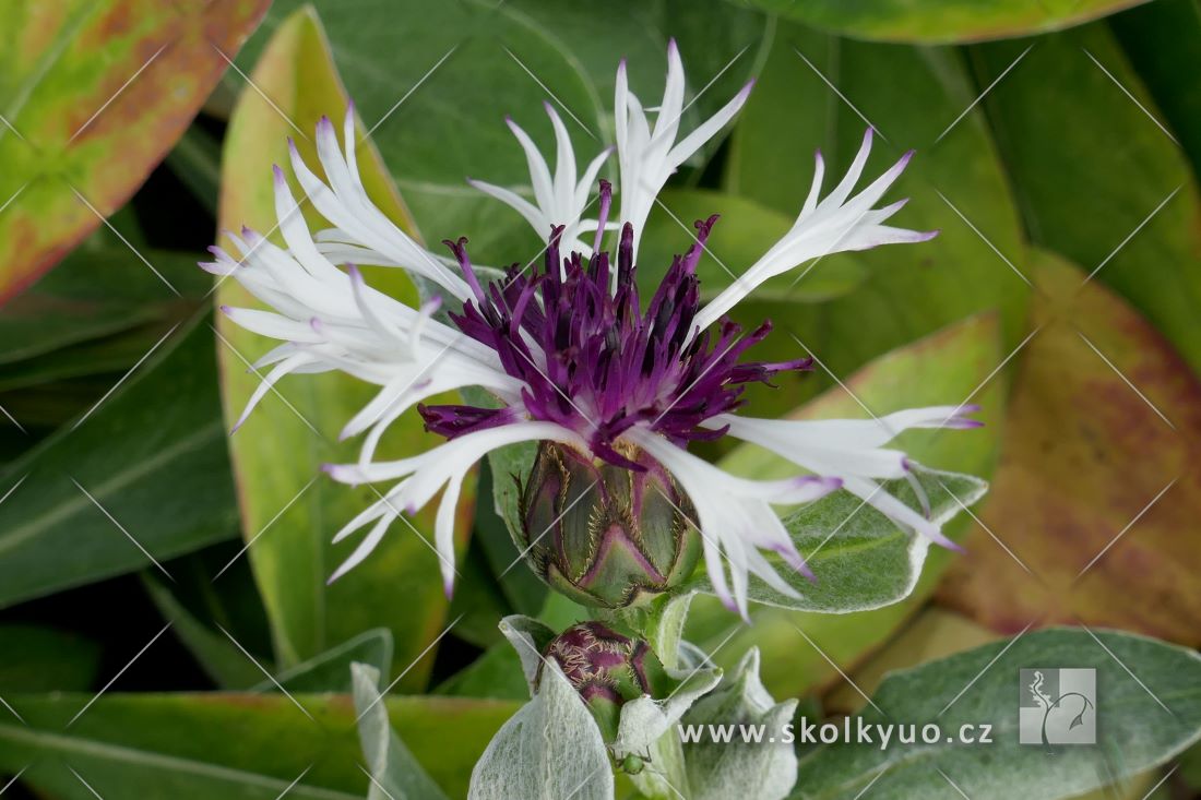 Centaurea montana ´Amethyst in Snow´