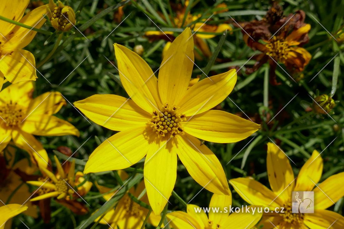 Coreopsis verticillata ´Golden Gain´