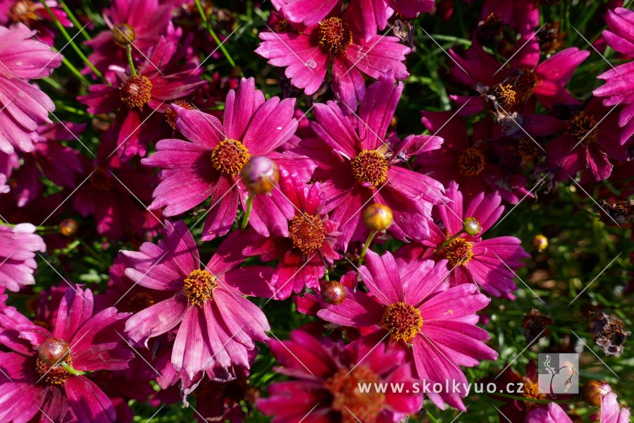 Coreopsis verticillata ´Ruby Red´