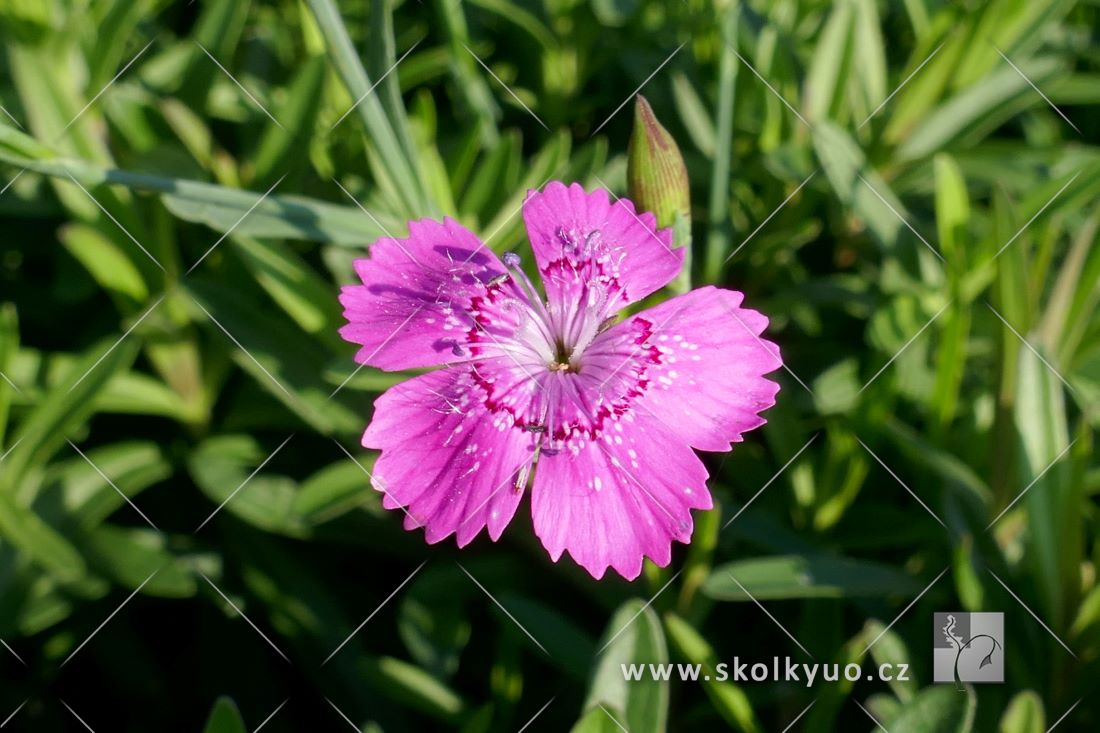 Dianthus deltoides ´Erectus´