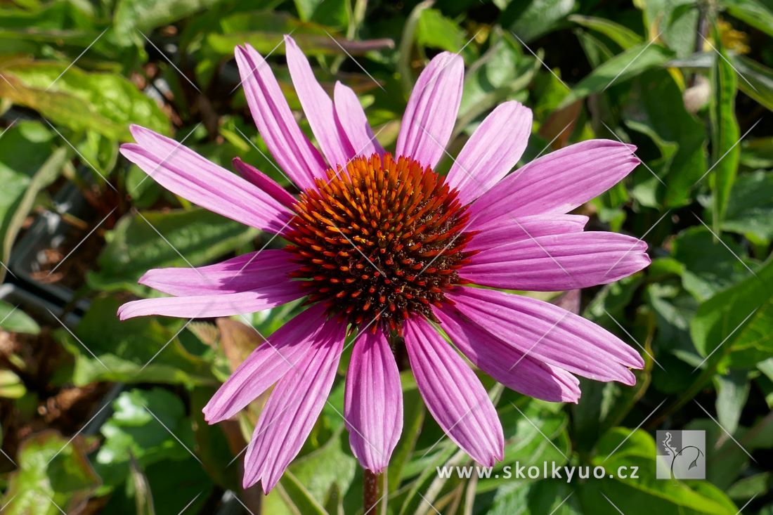 Echinacea purpurea ´Magnus´