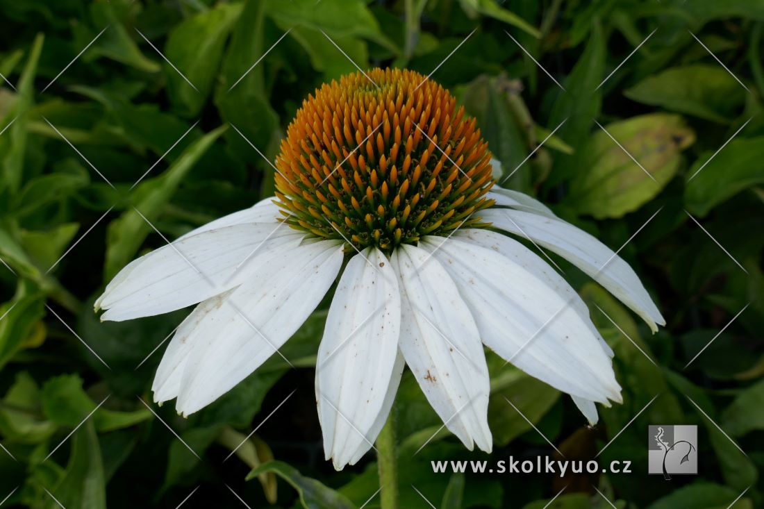 Echinacea purpurea ´Primadonna White´