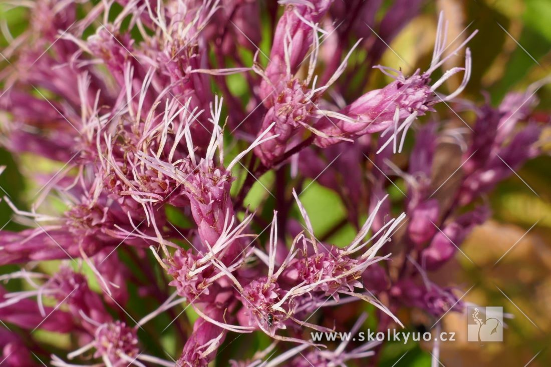 Eupatorium maculatum ´Riesenschirm´