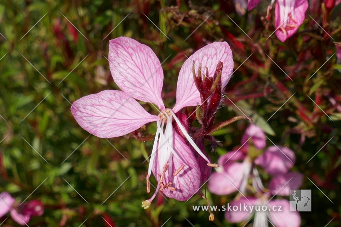 Gaura lindheimeri ´Blaze´