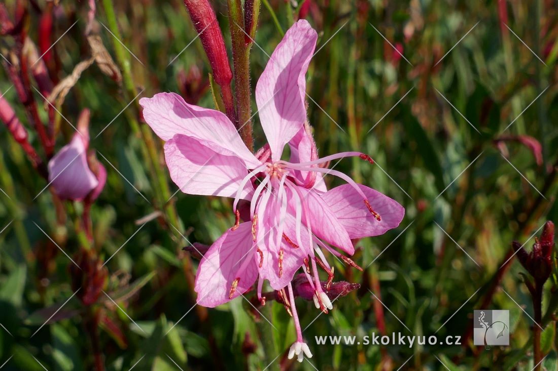 Gaura lindheimeri ´Butterfly Appleblossom´