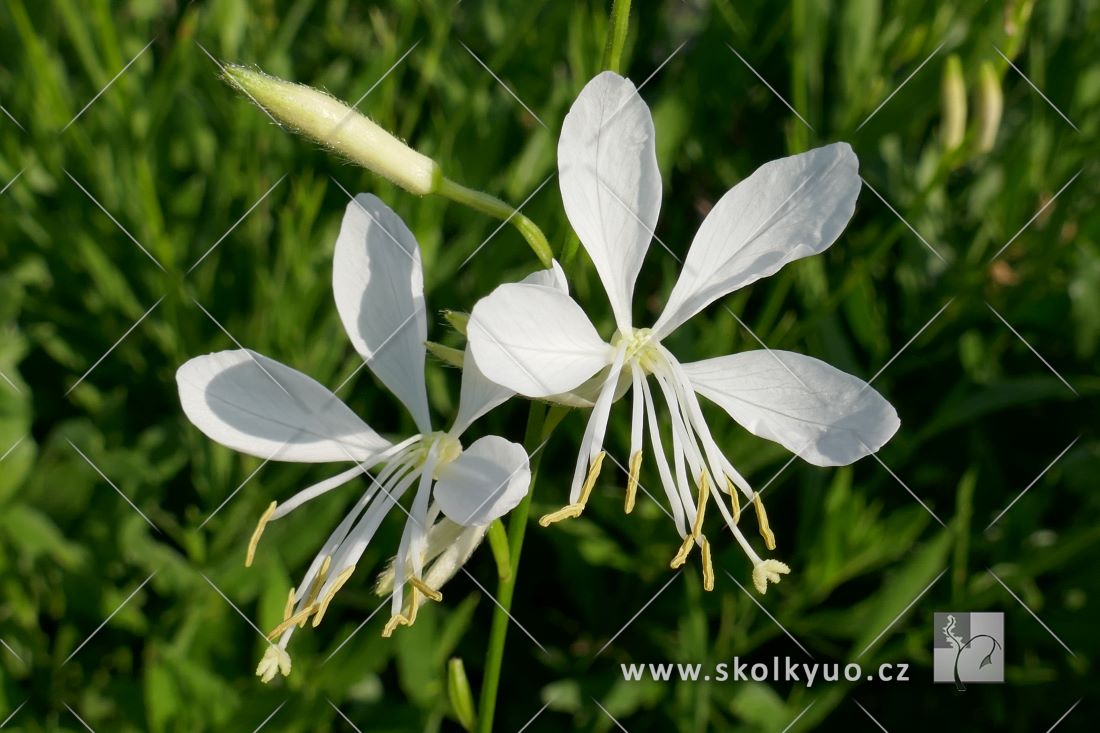 Gaura lindheimeri ´Cool Breeze´