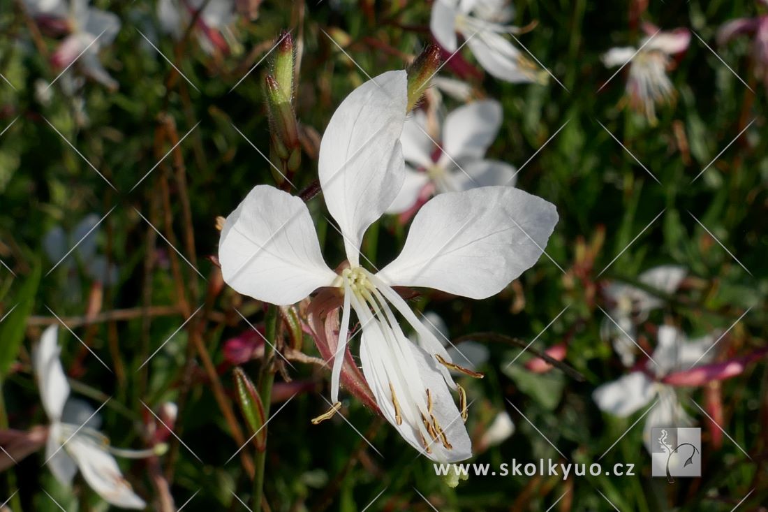 Gaura lindheimeri ´Gaudi White´