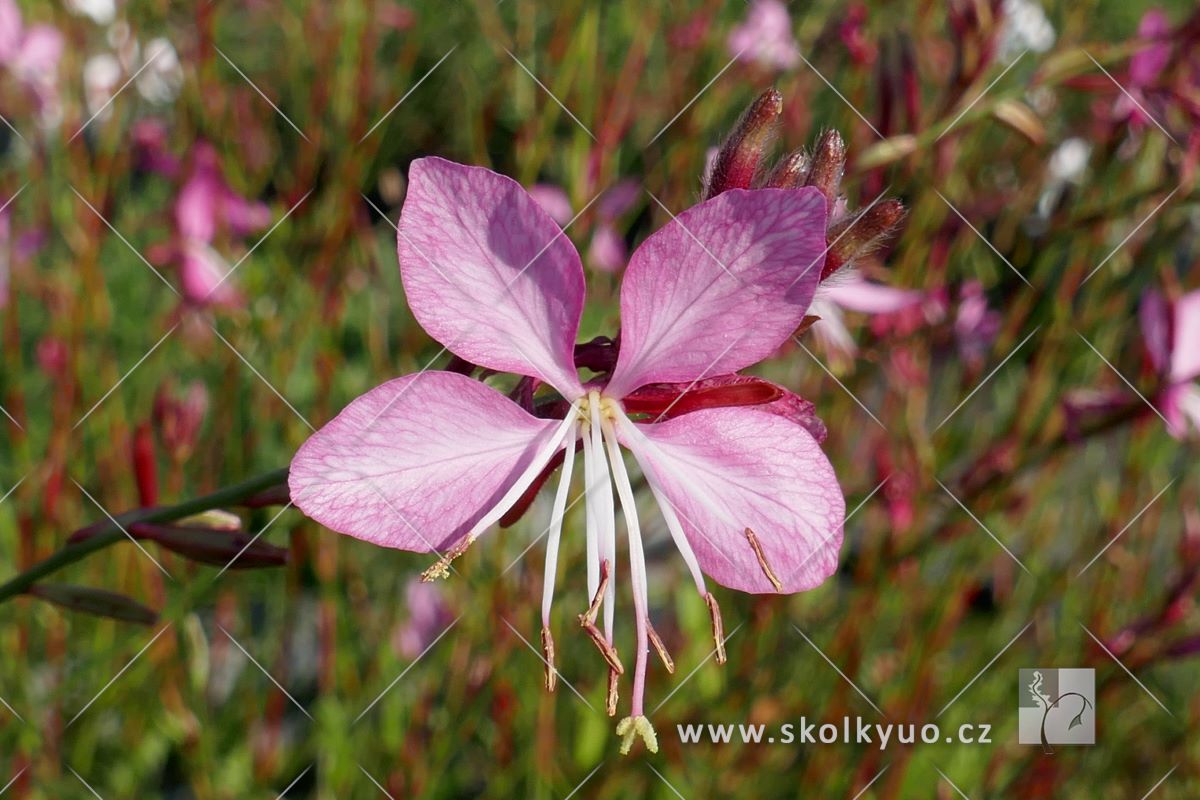 Gaura lindheimeri ´Geyser Pink´