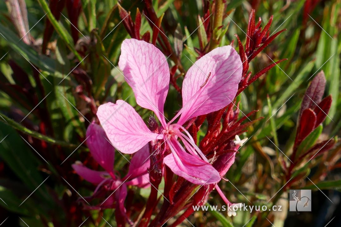 Gaura lindheimeri ´Passionate Blush´