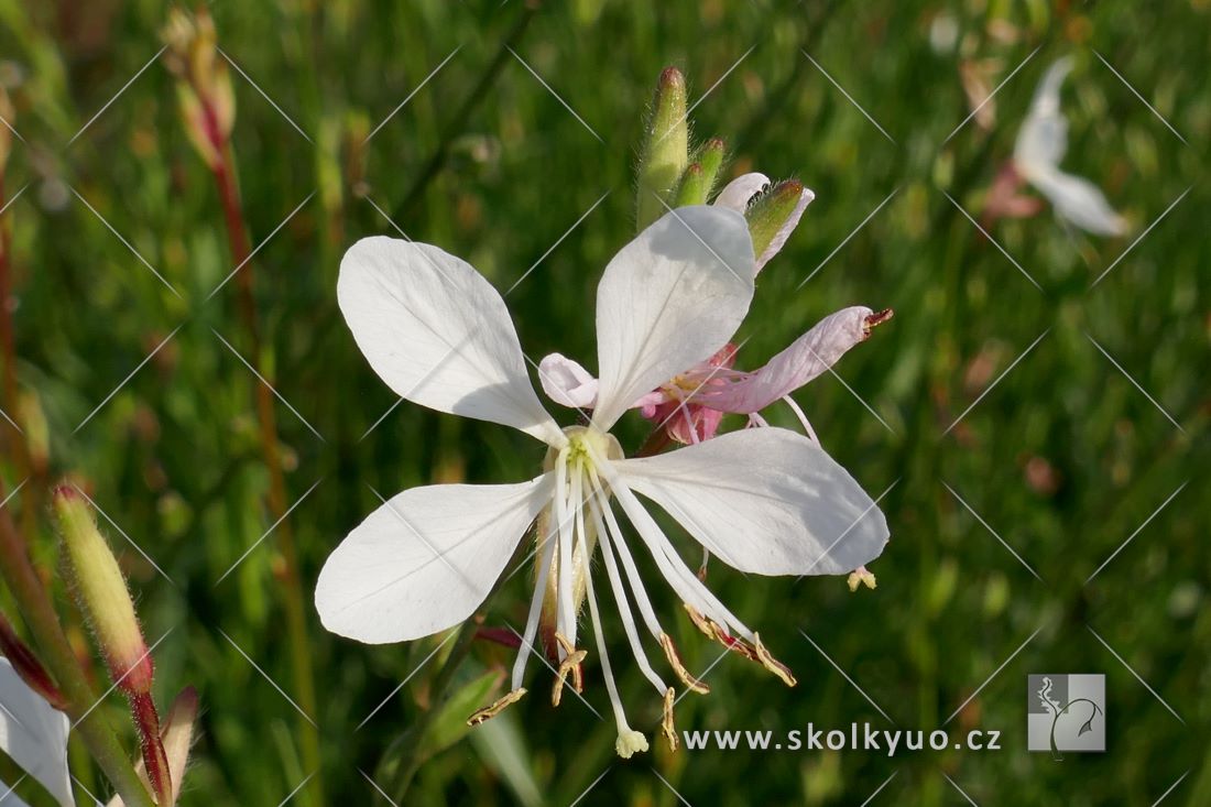 Gaura lindheimeri ´Sparkle White´