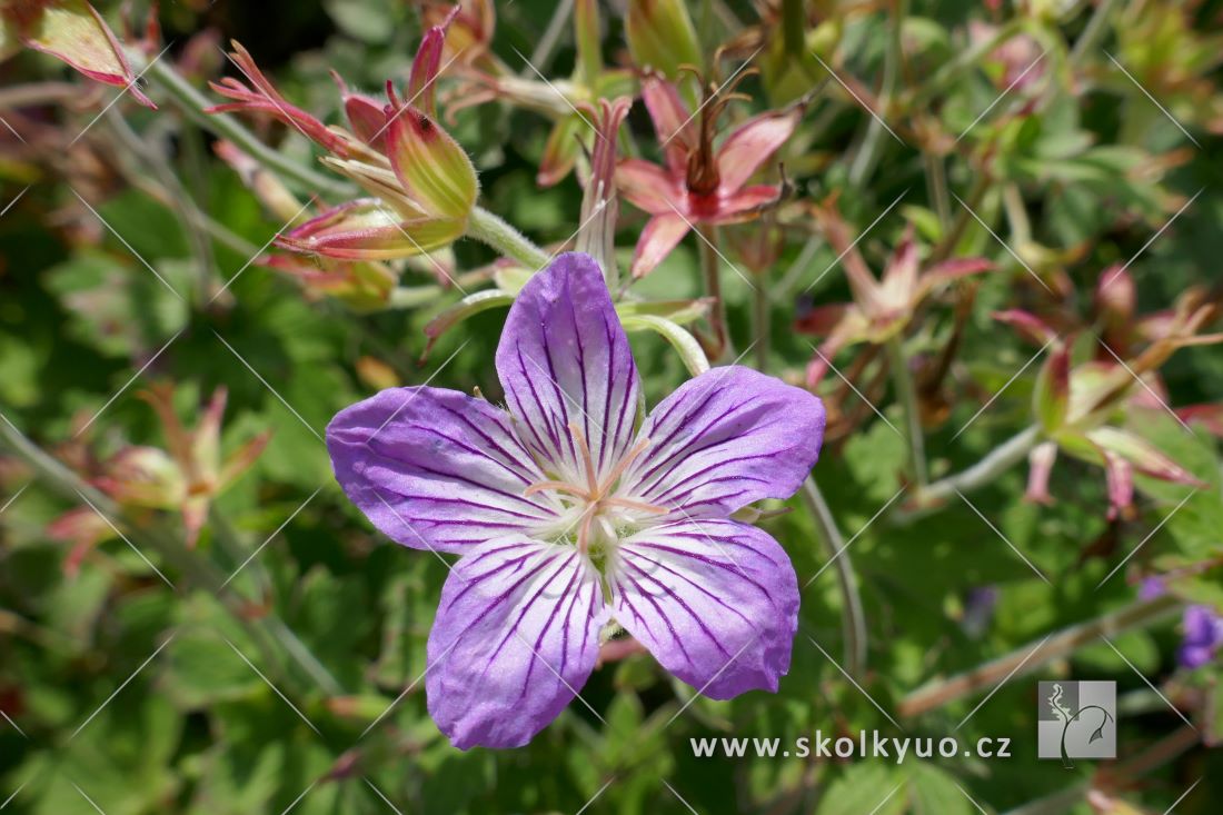 Geranium wlassovianum