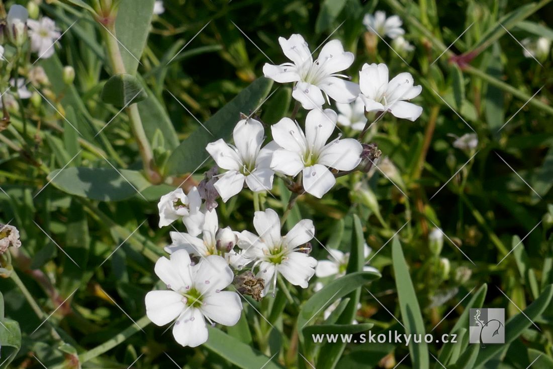 Gypsophila repens