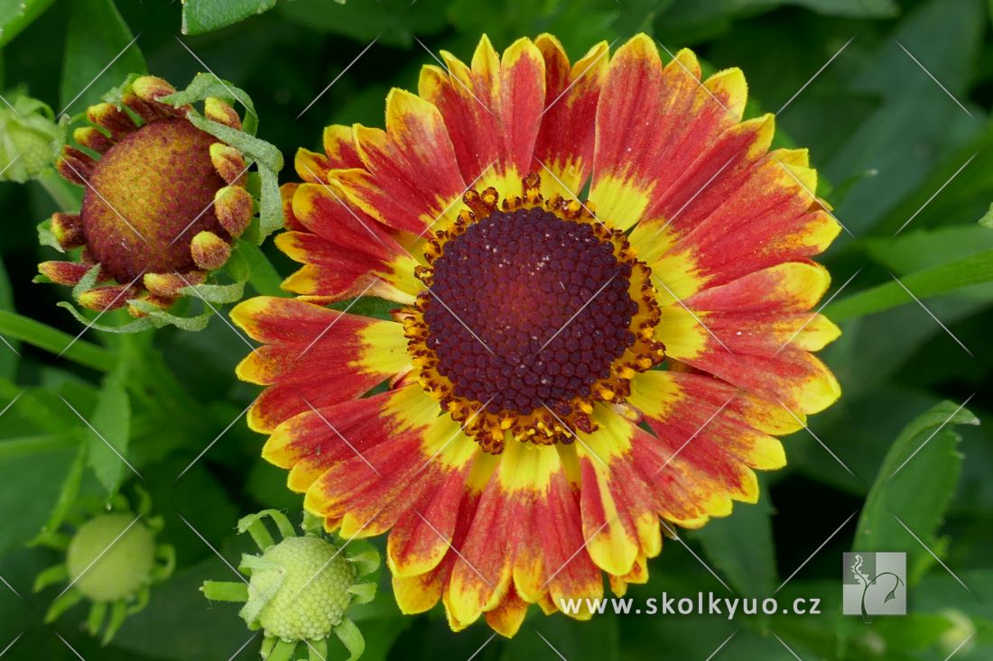 Helenium autumnale ´Mariachi± Fuego´