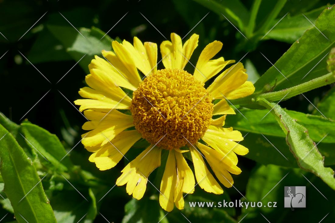 Helenium autumnale Mariachi ´Sombrero´