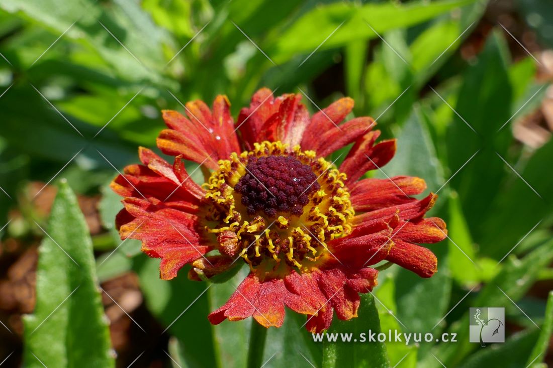 Helenium ´Ranchera´