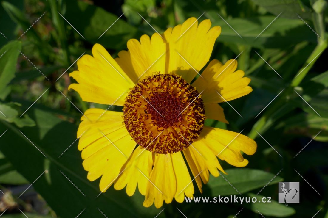 Helenium hybridum ´Wesergold´