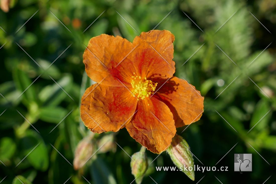 Helianthemum ´Bronzeteppich´