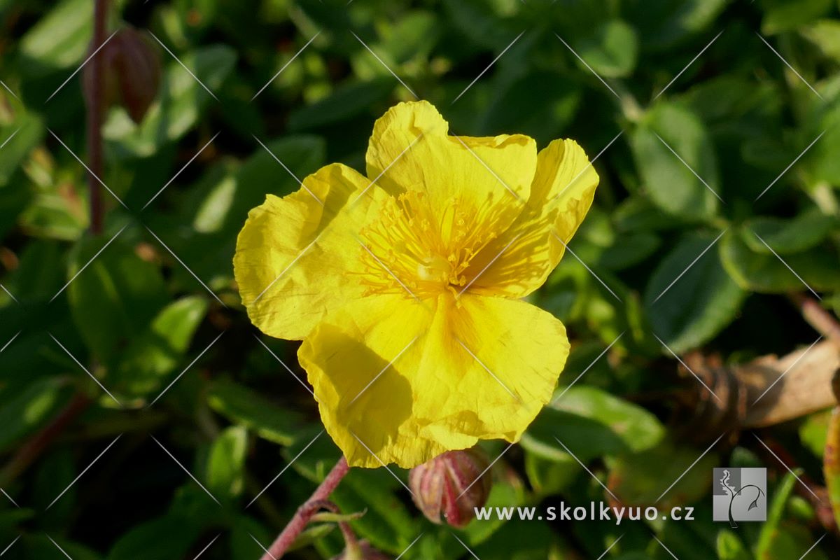 Helianthemum nummularium