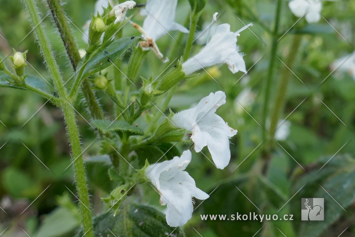 Calamintha nepeta ssp. nepeta ´White Cloud Strain´