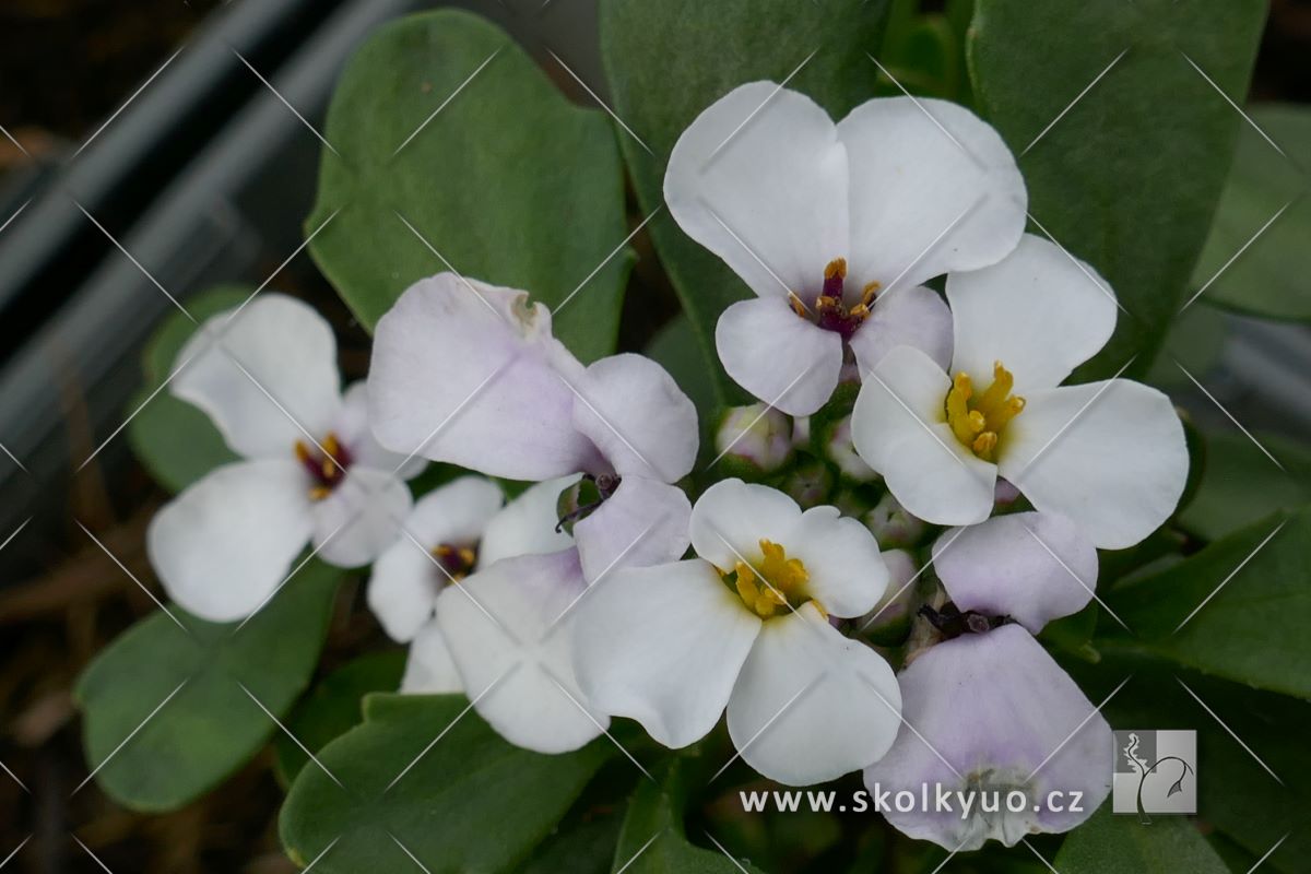 Iberis sempervirens ´Masterpiece´