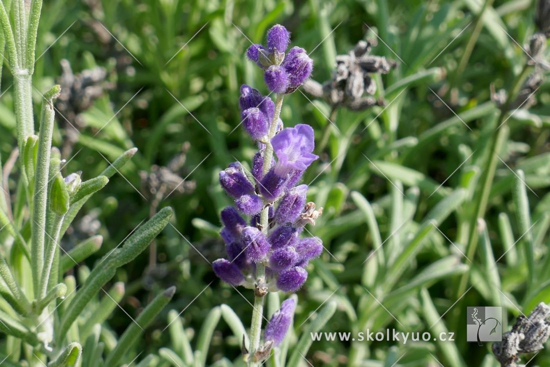 Lavandula angustifolia ´Ardéche Blue´