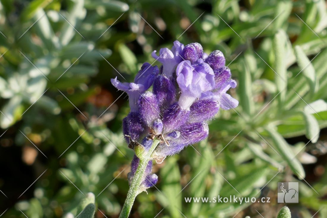 Lavandula angustifolia ´Ellagance Purple´