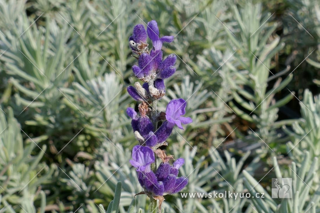 Lavandula angustifolia ´Hidcote Superior´