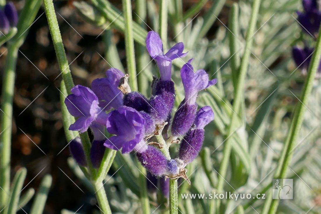 Lavandula angustifolia ´Hidcote´