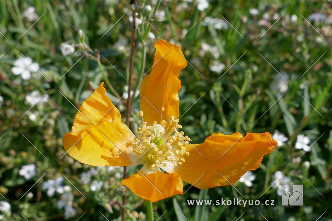 Meconopsis cambrica ´Aurantiaca´