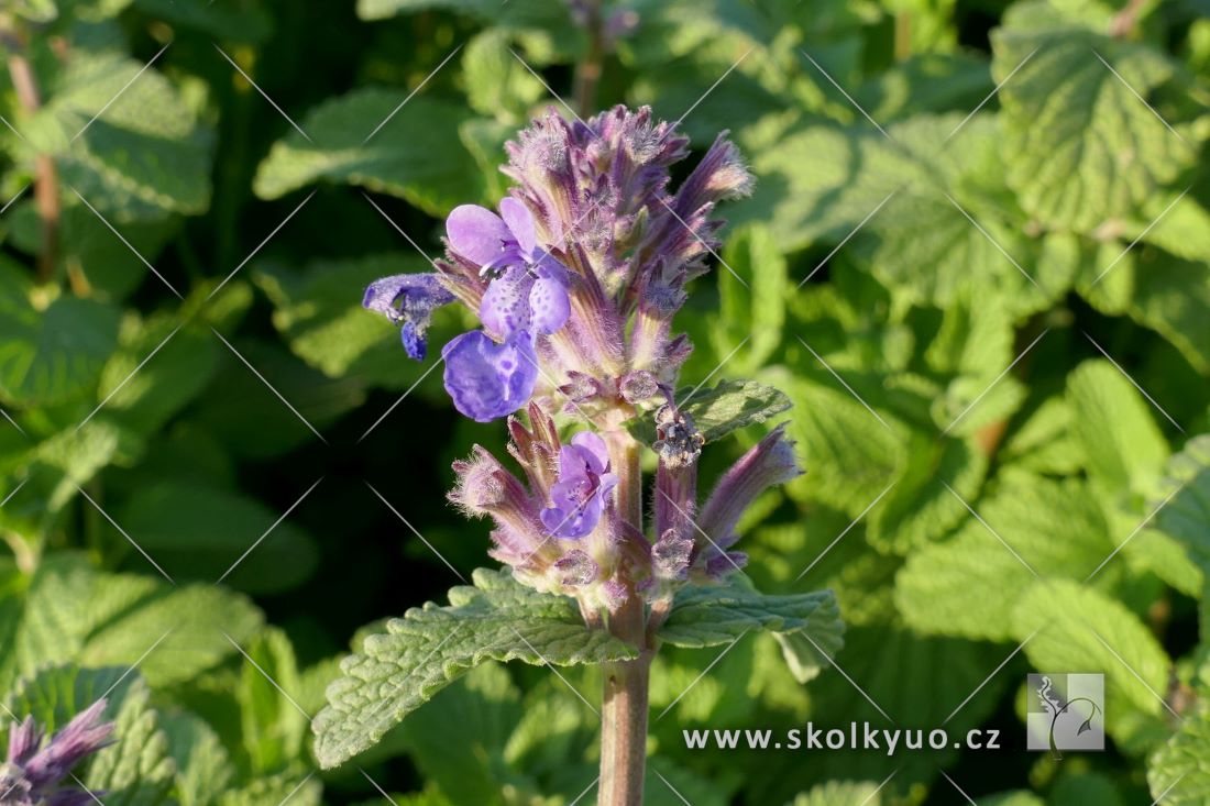 Nepeta racemosa ´Grog´