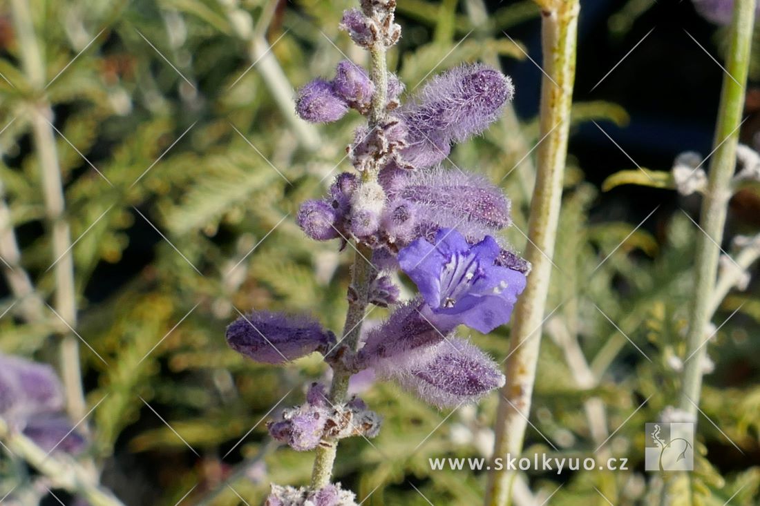 Perovskia atriplicifolia ´Blue Spire´