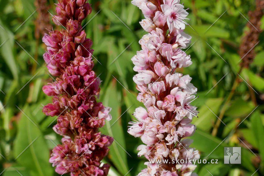 Persicaria affinis ´Donald Lowndes´