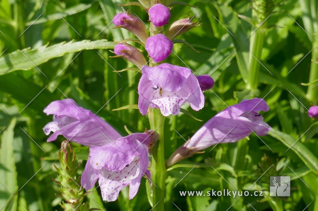 Physostegia virginiana ´Vivid´