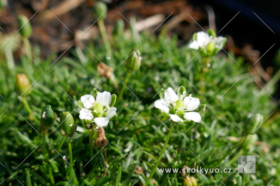 Sagina subulata ´Rucos´