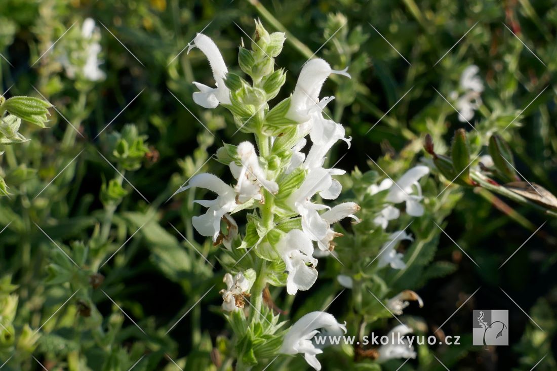 Salvia nemorosa ´Adrian´