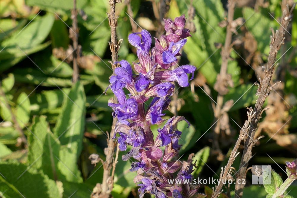 Salvia nemorosa ´Sensation® Compact Deep Blue´