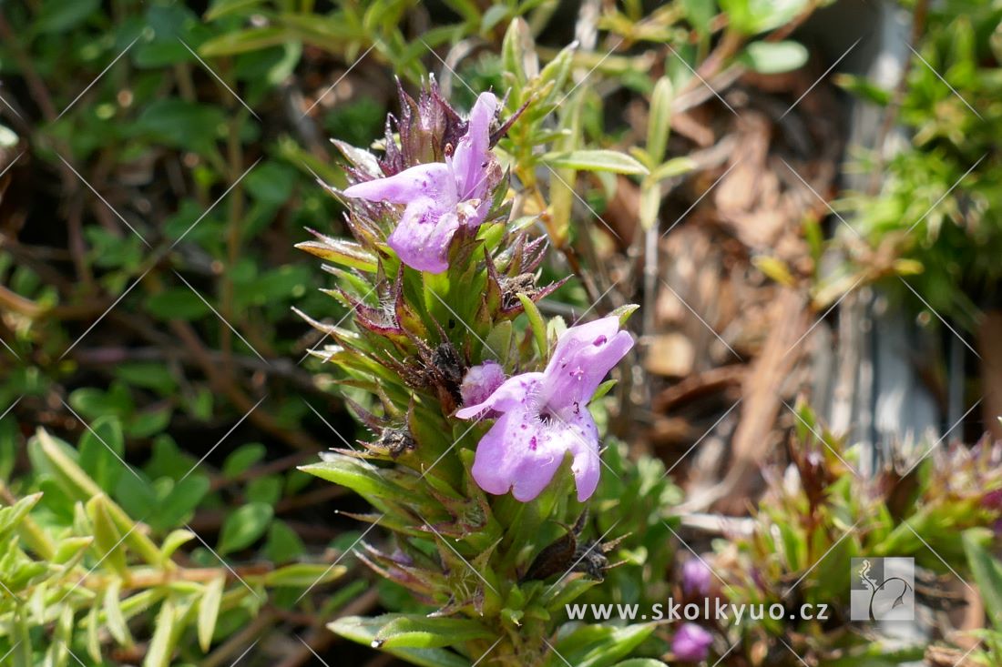 Satureja montana ssp.. Illyrica