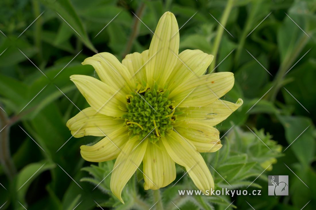 Silphium mohrii