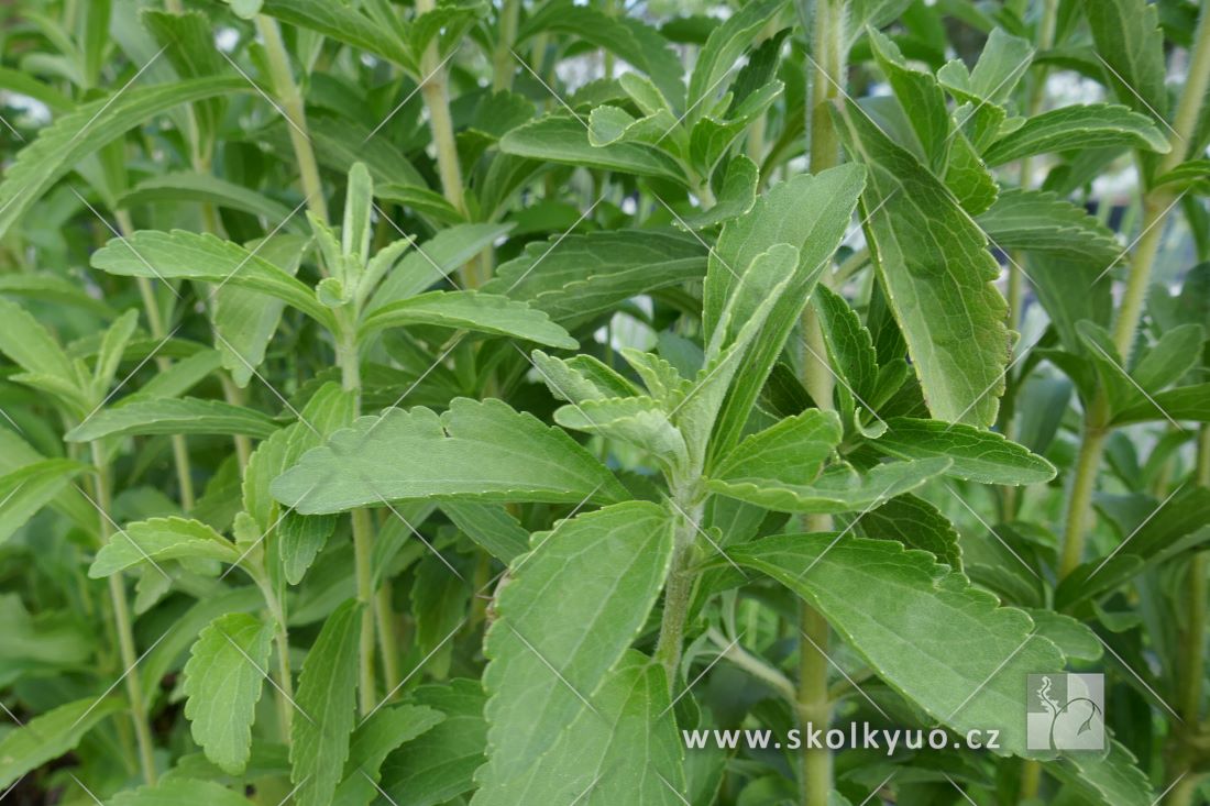 Stevia rebaudiana