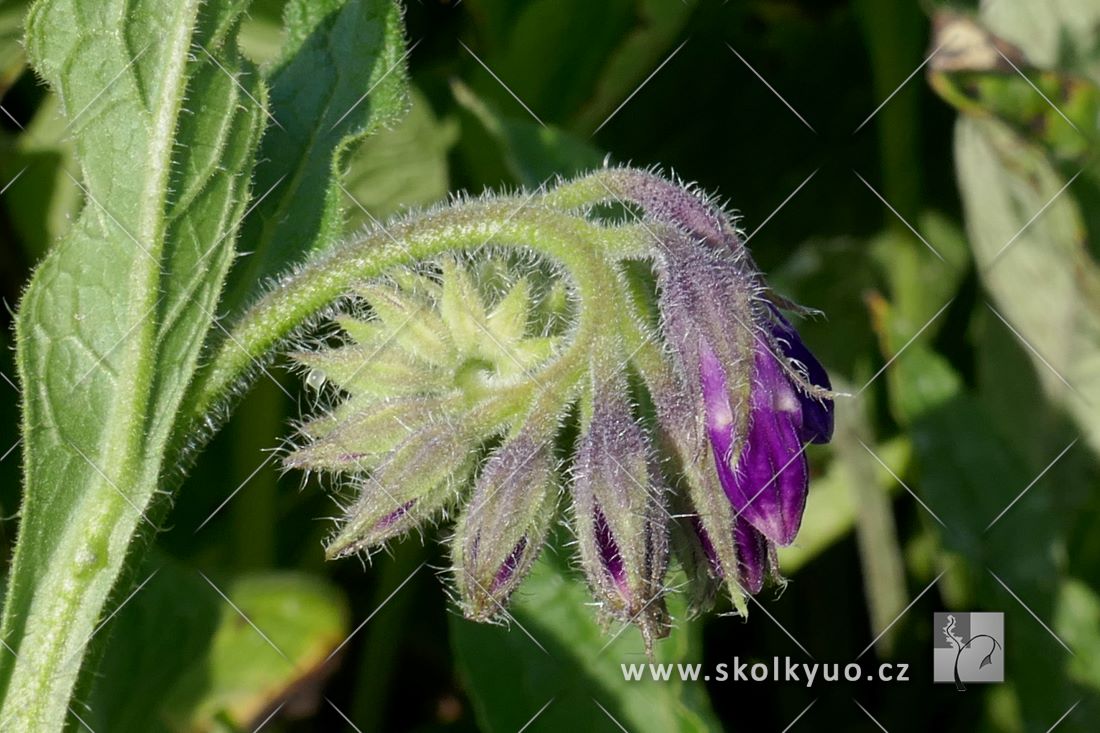 Symphytum officinale