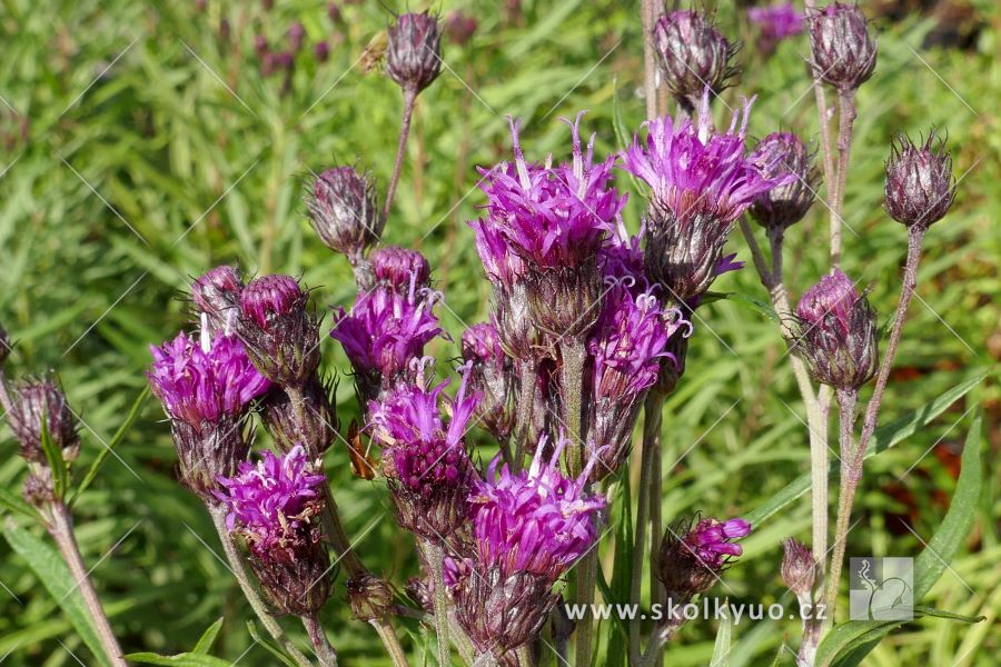 Vernonia lettermannii