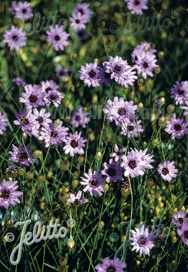 Catananche caerulea