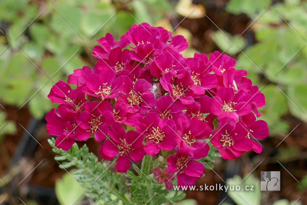 Achillea millefolium ´Pomegranate´