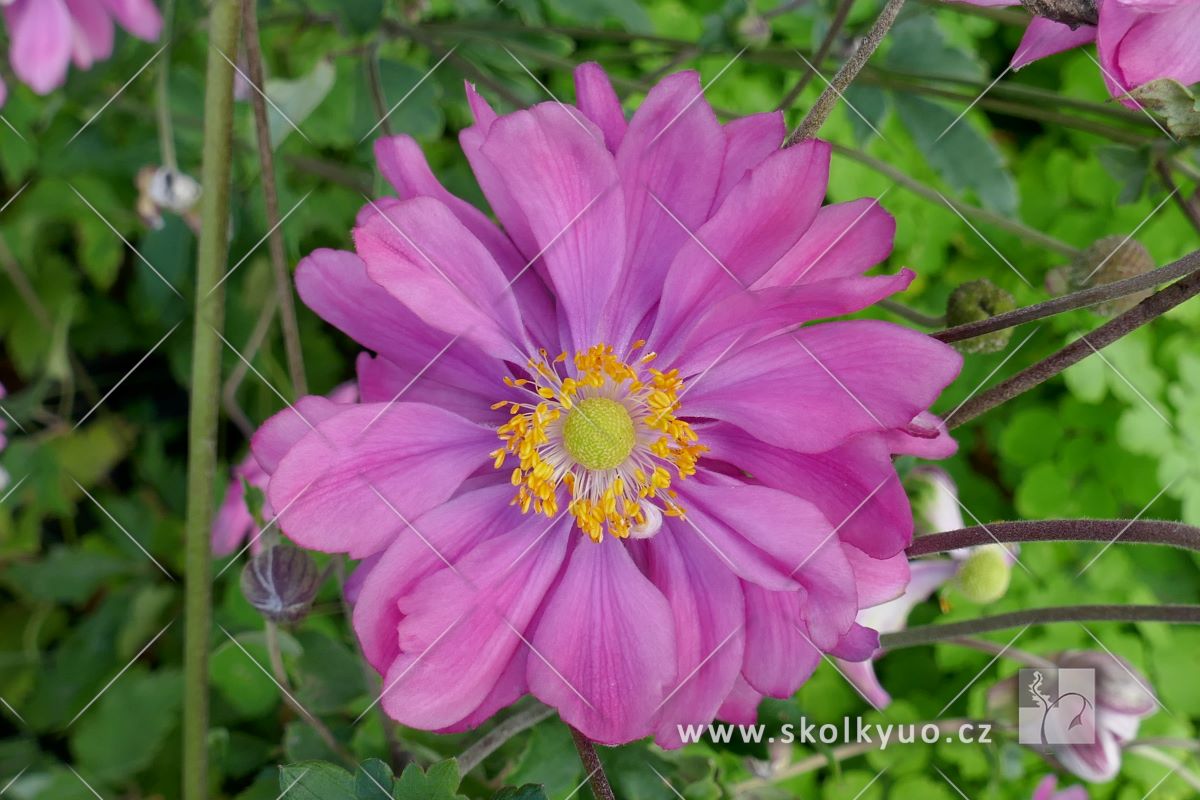 Anemone hupehensis ´Bressingham Glow´