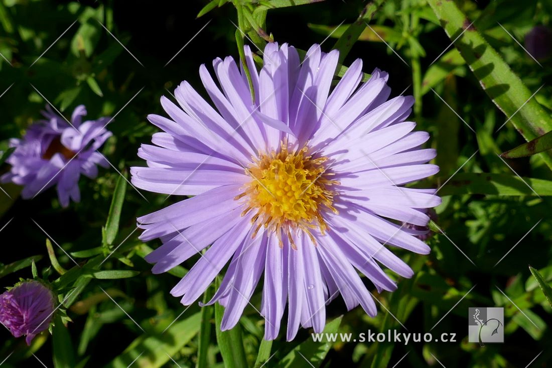 Aster dumosus ´Kassel´