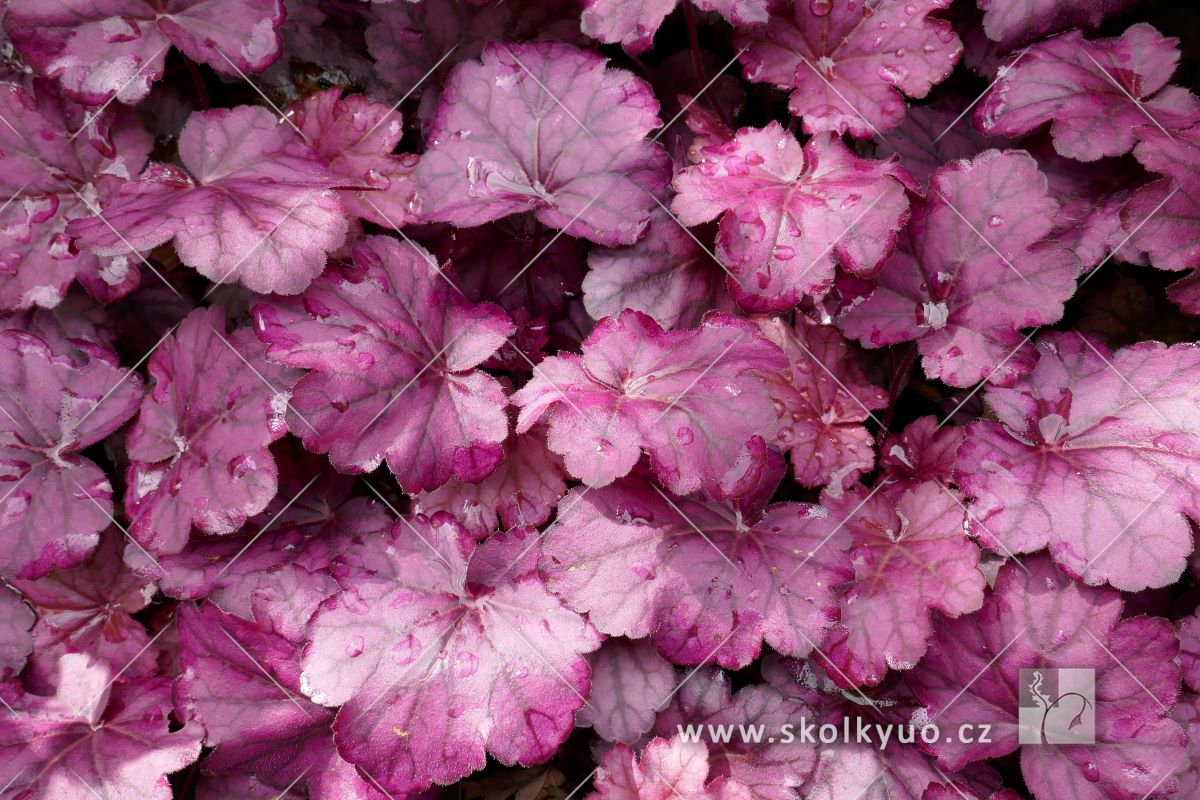 Heuchera ´Wild Rose´